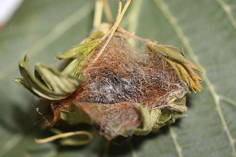 Bruco da determinare - Arctia caja, Erebidae Arctiinae